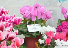 Another new introduction is Halios HD Lavender, special about this cyclamen of Morel is the large flower, very well adapted to hot growing conditions, for October November and makes easily a good plant size for 13 17 cm pot and it is a trendy color.